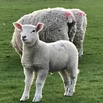 Norddeichkieker -naehe Buesum *
